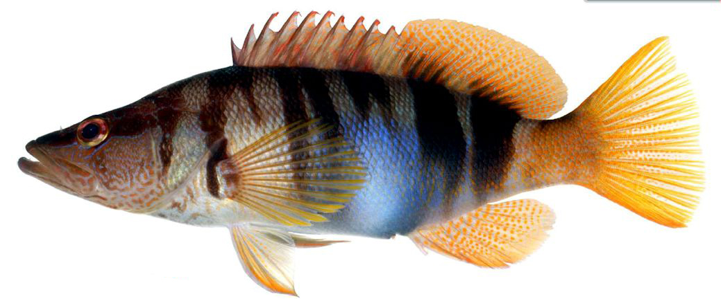 Serranus scriba_003